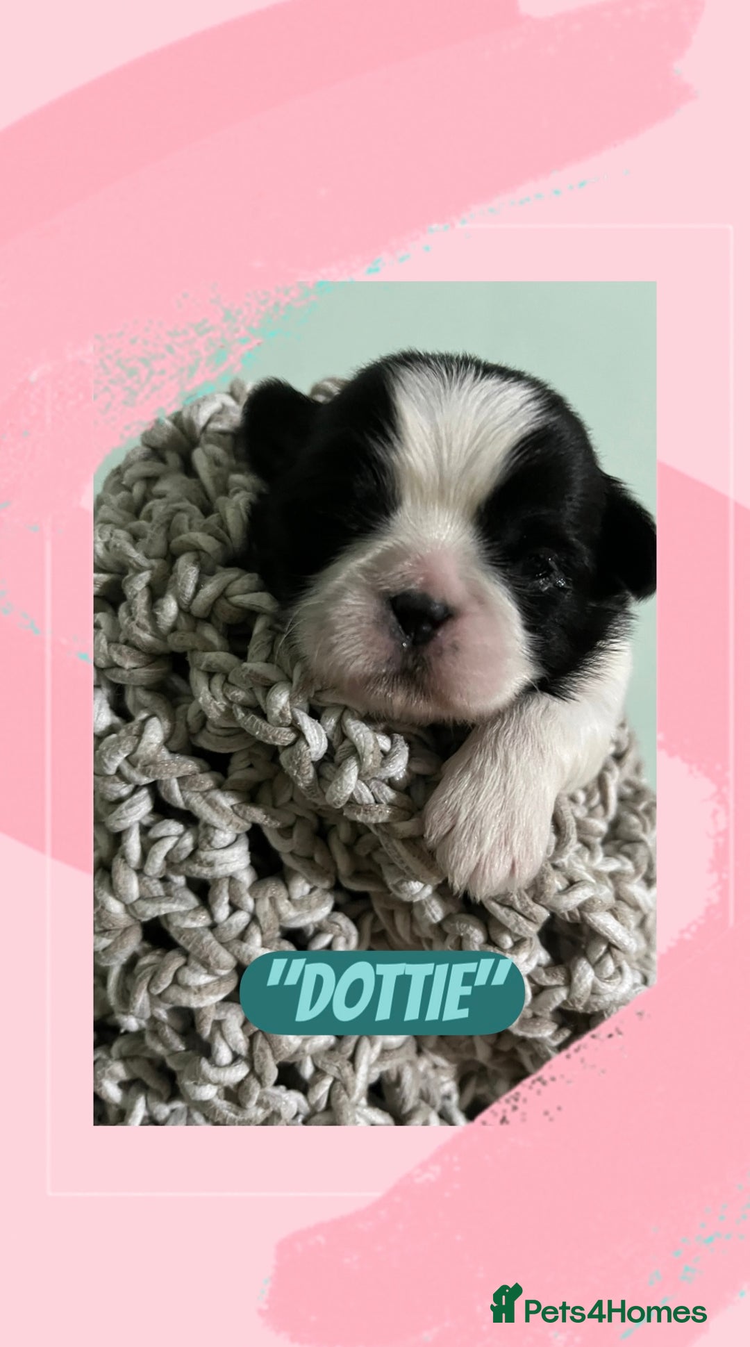 Shih Tzu dogs for sale: Shih Tzu Puppies (standard) - Image 2
