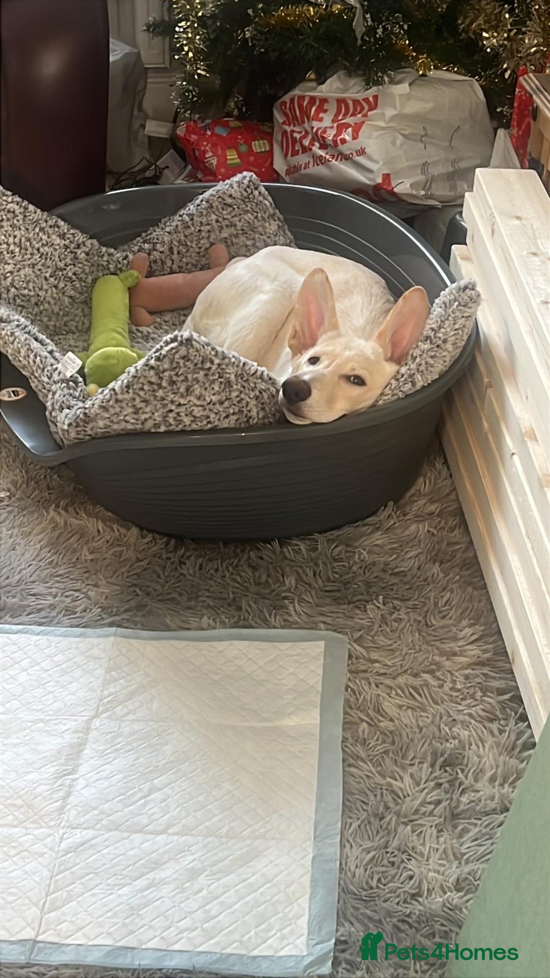 German Shepherd dogs for sale: German shepherd - Advert 4