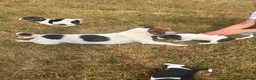 Jack Russell dogs for sale: Jack Russell Puppies For Sale in Launceston - Advert 4