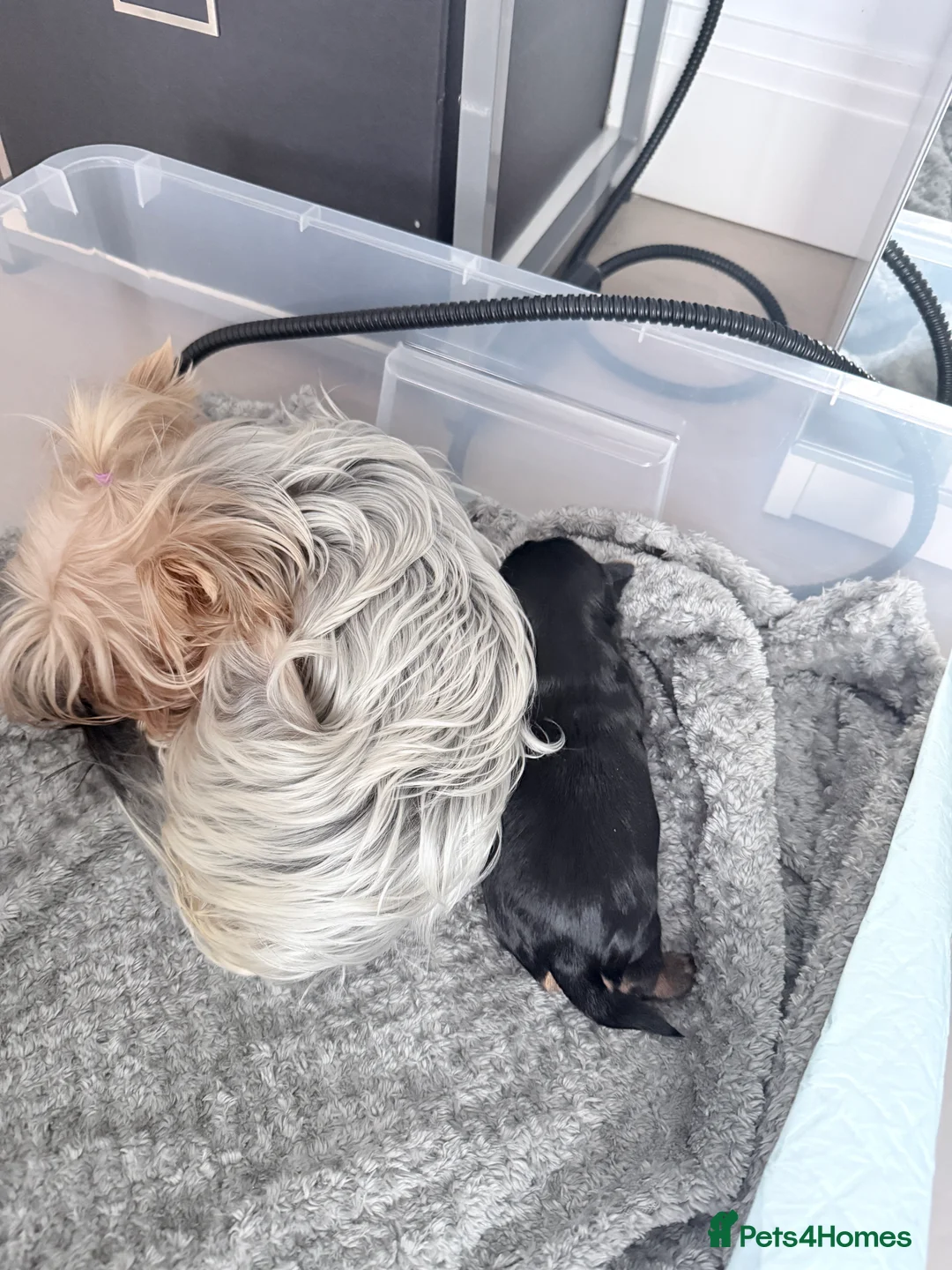 Yorkshire Terrier dogs for sale: Adorable Bonnie Yorkshire Terrier Puppy  - Advert 4