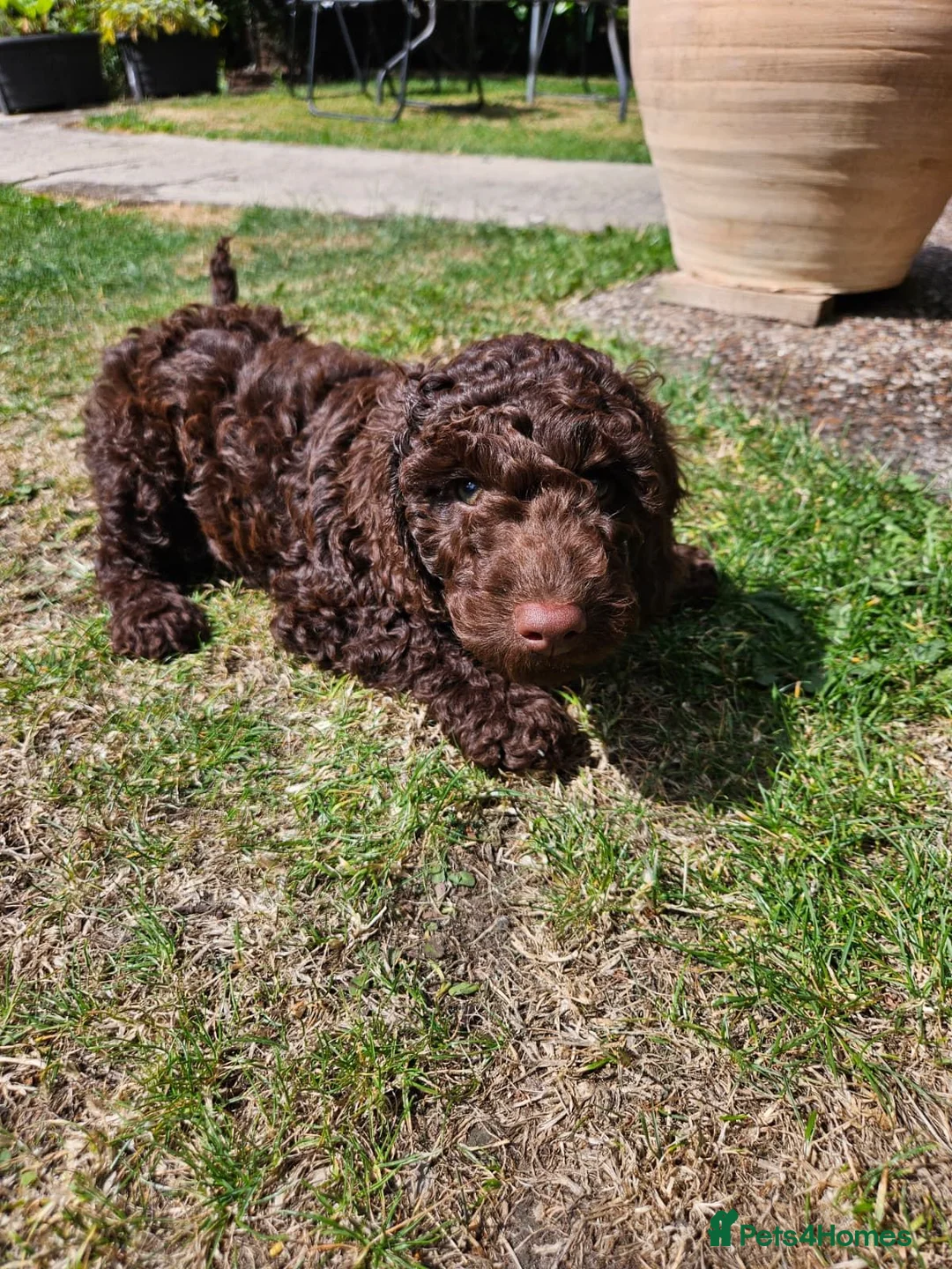 Cockapoo dogs for sale: Stunning 10 week f2b cockapoo boy - Advert 10