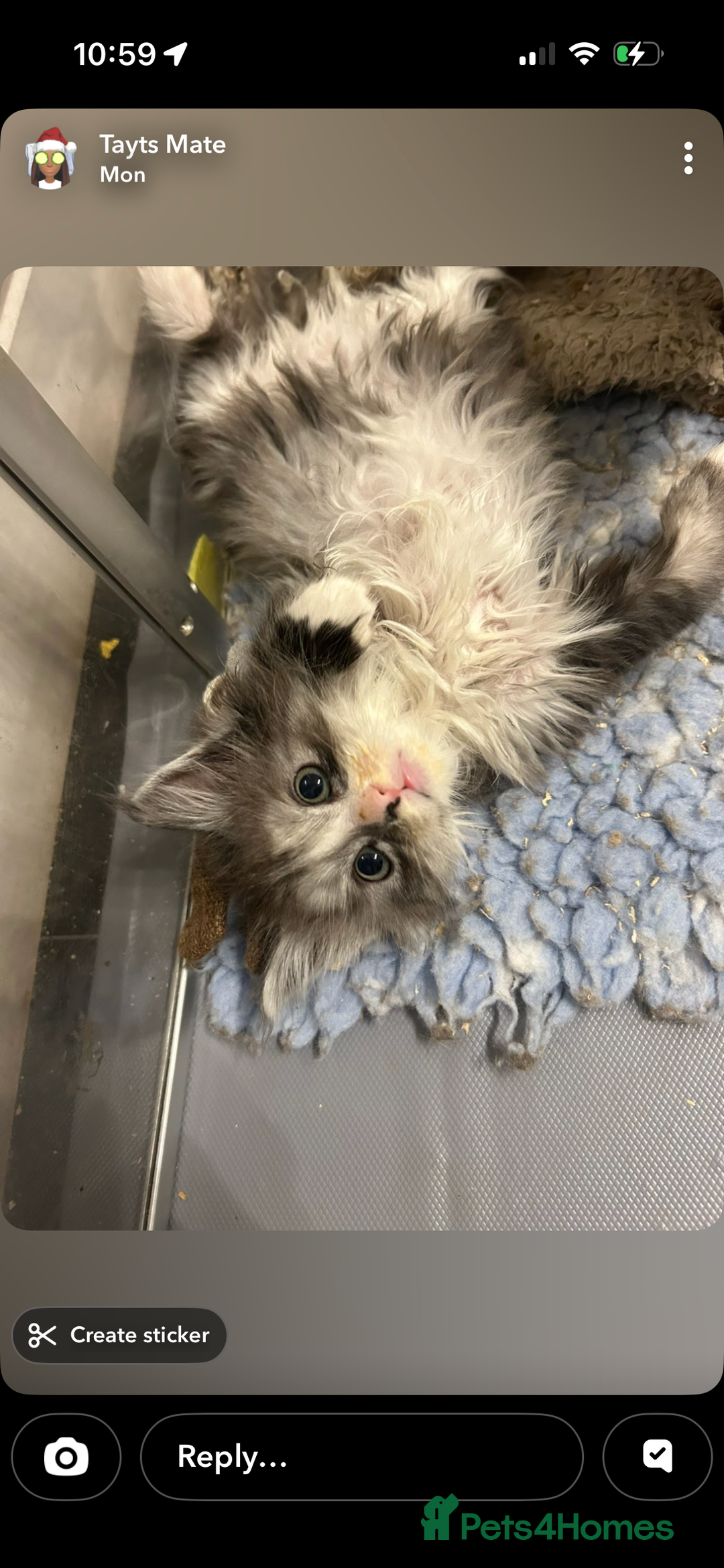 Maine Coon cats for sale: Stubbing Maine coon cubs for sale  - Advert 11