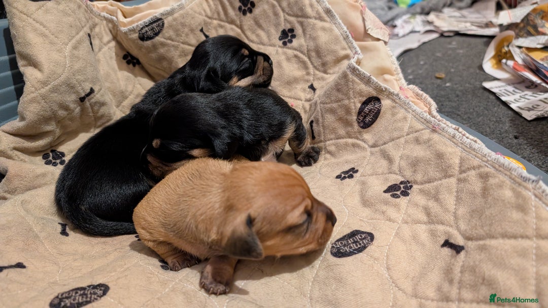 Mixed Breed dogs for sale: 3 beautiful male miniature dachshunds mix - Advert 9