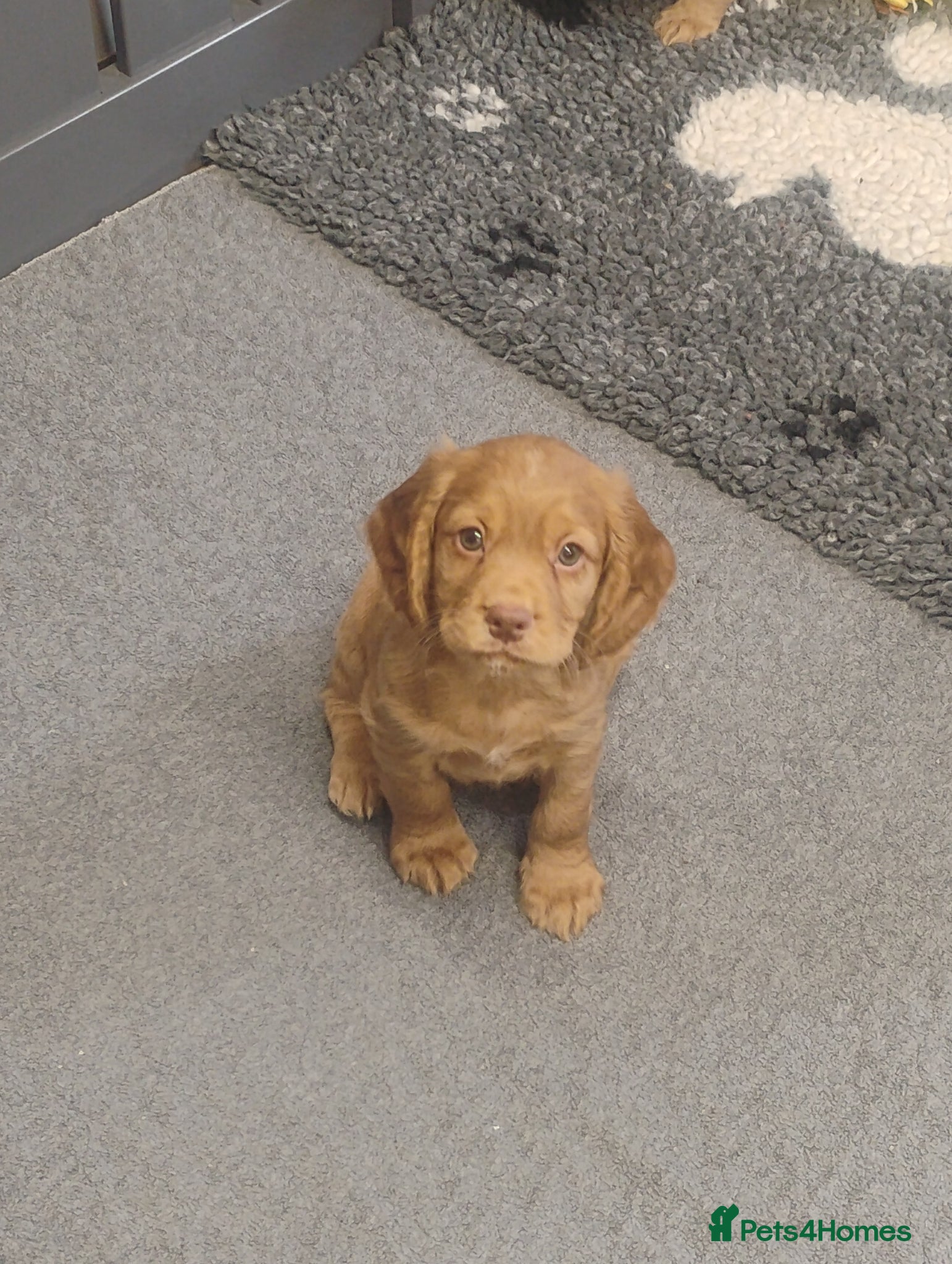 Cocker Spaniel dogs COCKER SPANIEL KC REG FULLY HEALTH TESTED PARENTS  - Advert 1
