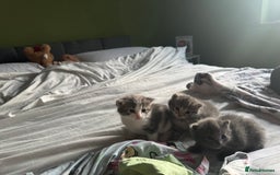 Mixed Breed cats for sale: 1 male 1 female tabby - Image 1