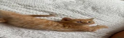 Mixed Breed cats for sale: 6 beautiful kittens  - Advert 14