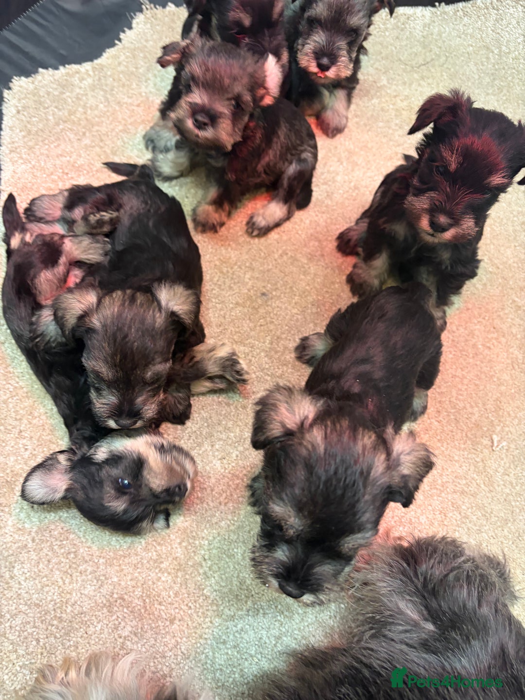 Miniature Schnauzer dogs for sale: Miniature schnauzers  - Advert 5