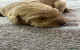 Labrador Retriever dogs for sale: Stunning chunky fox red pups - Advert 9