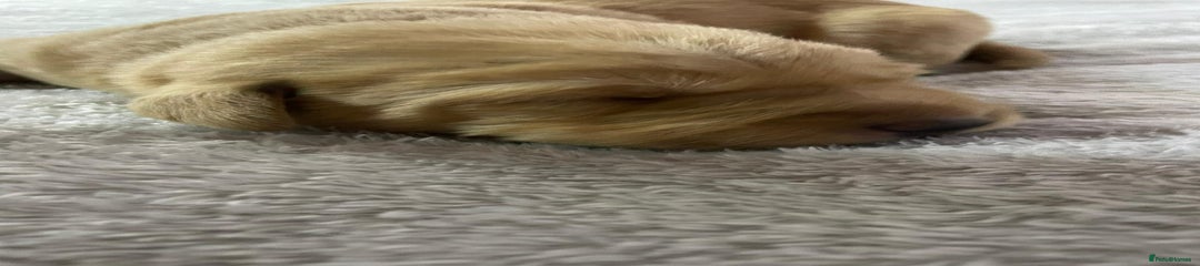 Labrador Retriever Puppy 4