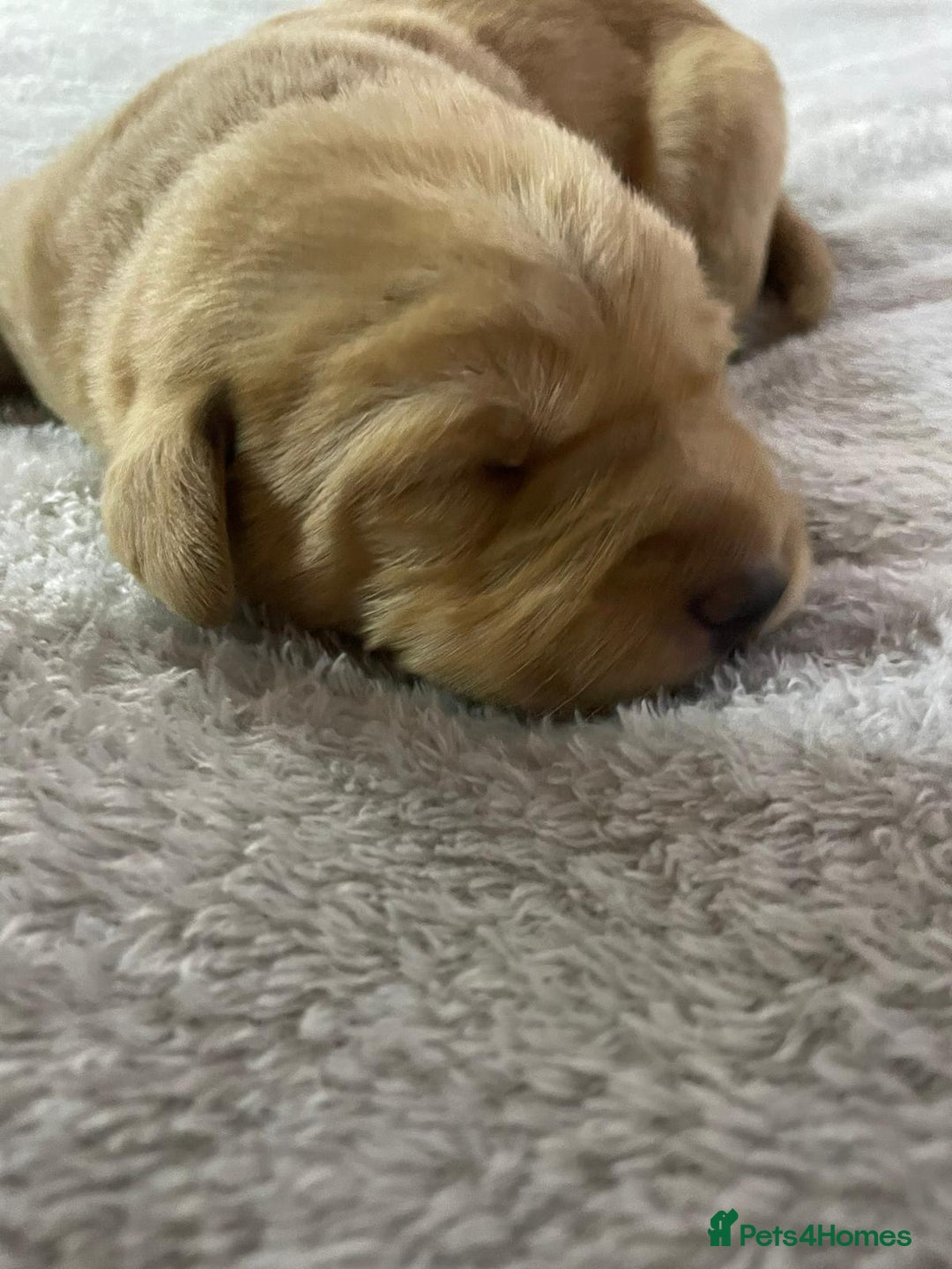 Labrador Retriever dogs for sale: Stunning chunky fox red pups - Advert 9