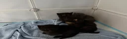 Mixed Breed cats for sale: 2 beautiful kittens for sale  - Advert 21