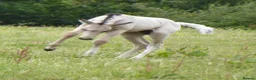 American Quarter horses for sale: Quality Part Bred American Quarter Horse in Romsey - Advert 9