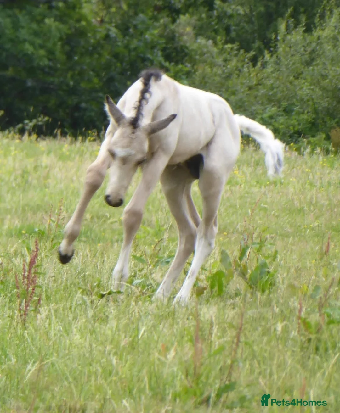 American Quarter horses for sale: Quality Part Bred American Quarter Horse in Romsey - Advert 9