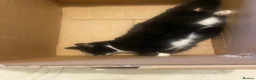 Mixed Breed cats for adoption: Rescue bonded pair 5 mth and 18 mth need home - Advert 2