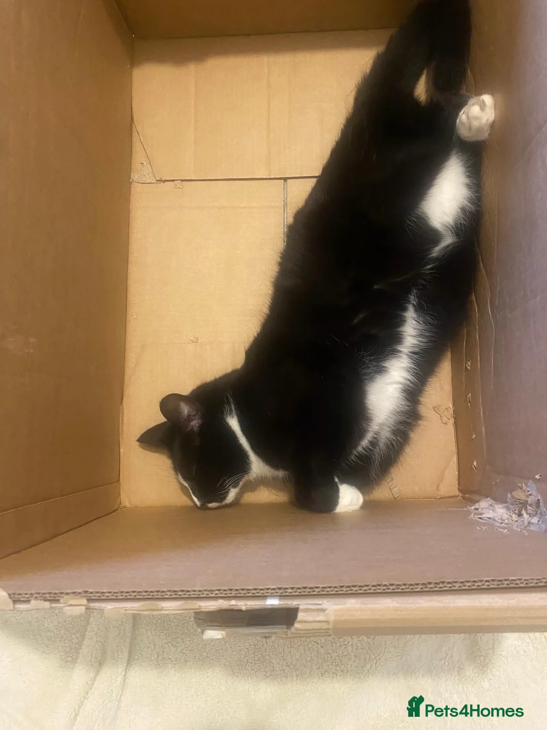 Mixed Breed cats for adoption: Rescue bonded pair 5 mth and 18 mth need home - Advert 2