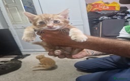 Mixed Breed cats for sale: Beautiful litter - Image 1