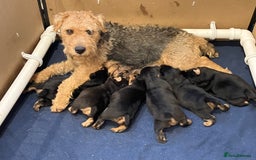 Lakeland Terrier dogs for sale: Beautiful Lakeland Terriers - Image 10