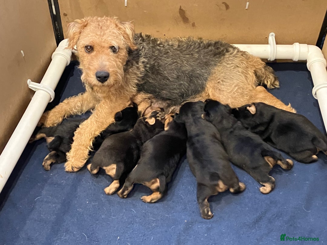 Lakeland Terrier dogs for sale: Beautiful Lakeland Terriers - Image 10