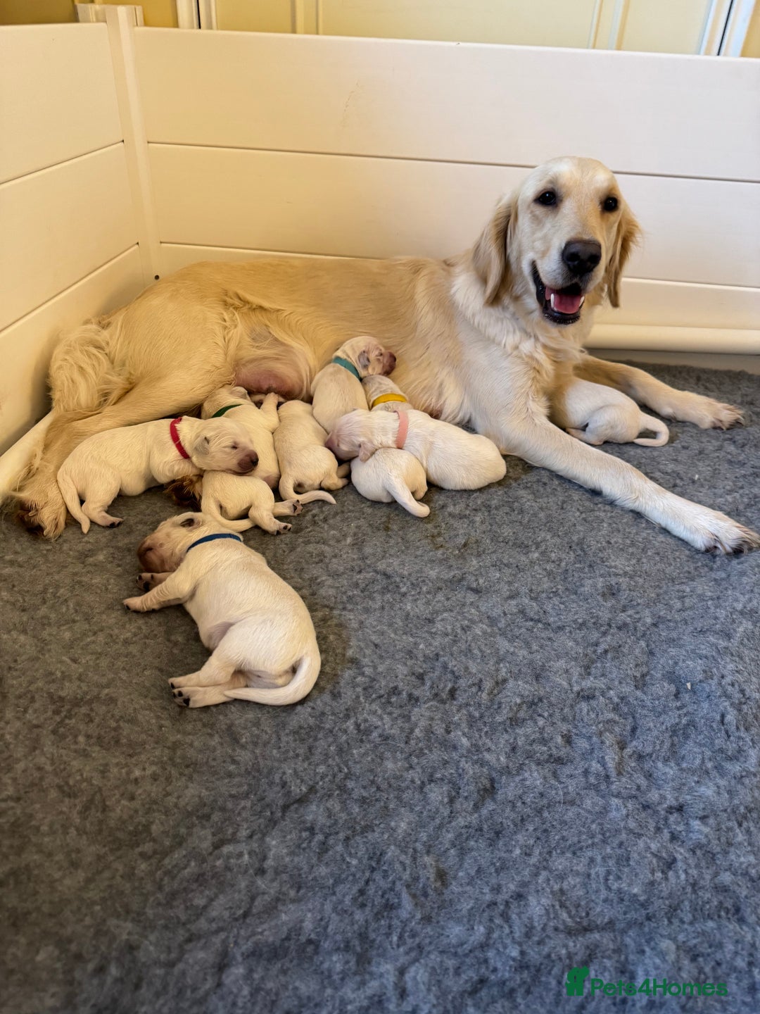 Golden Retriever dogs for sale: KC Beautiful Golden Retriever Cream Puppies - Advert 1