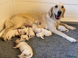 Golden Retriever dogs KC Beautiful Golden Retriever Cream Puppies - Advert 5