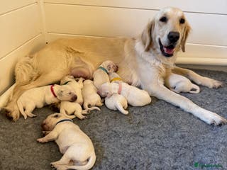 Golden Retriever dogs KC Beautiful Golden Retriever Cream Puppies - Advert 14