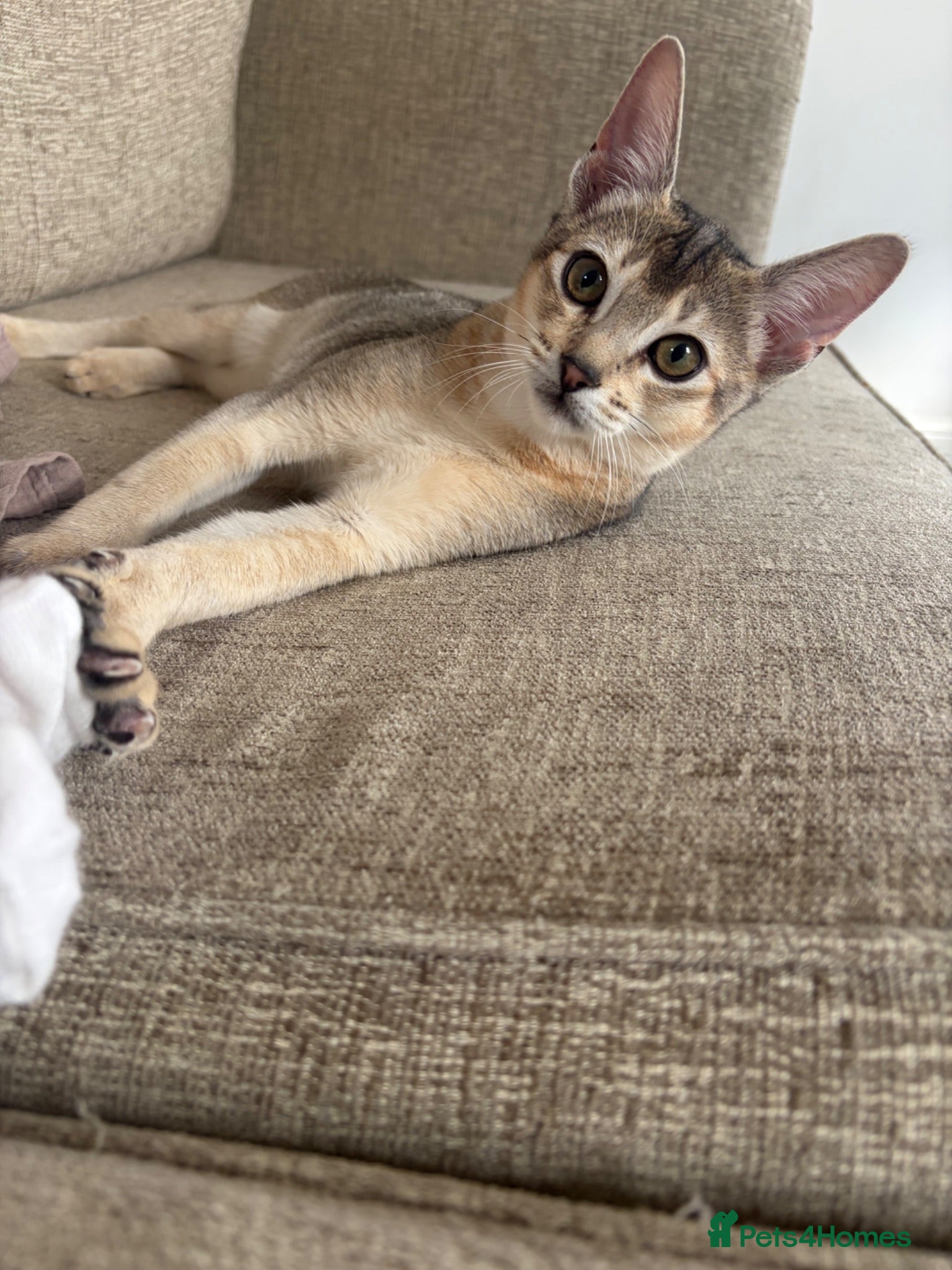 Abyssinian cats *1 girl left* GCCF - Silver Abyssinian kittens - Advert 3