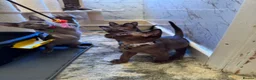 Burmese cats for sale: Burmese Kittens For Sale - Advert 7