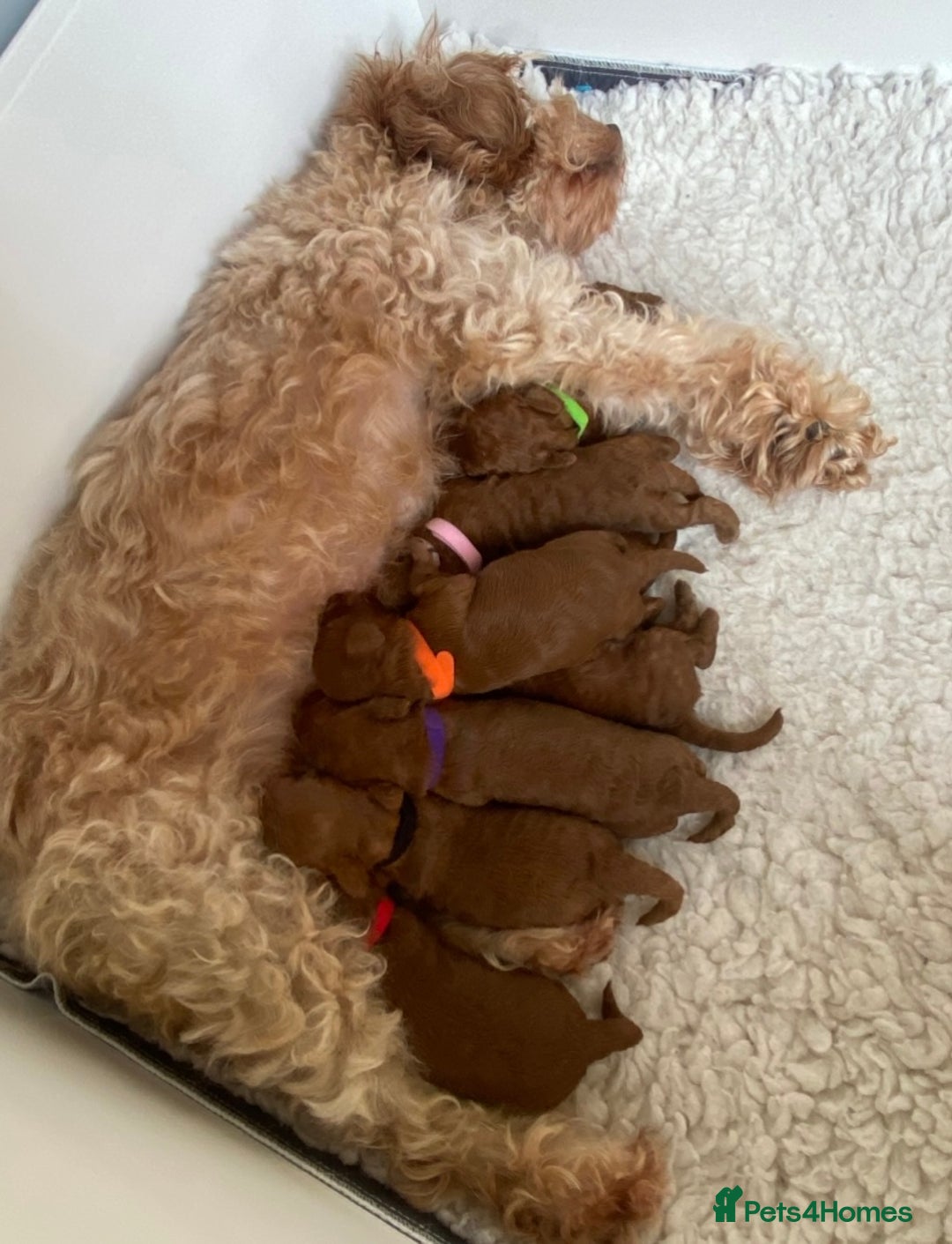 Cavapoo dogs for sale: Beautiful Cavapoo from DNA health tested parents  - Image 17