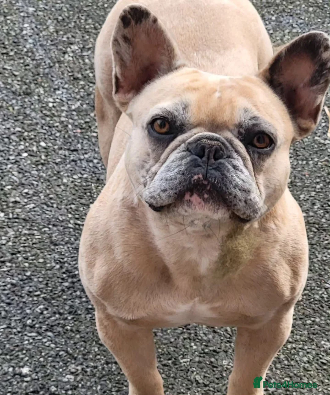 French Bulldog dogs for sale: Khaleesi- Frenchbull  - Advert 1