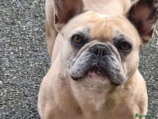 French Bulldog dogs Khaleesi- Frenchbull - Advert 1