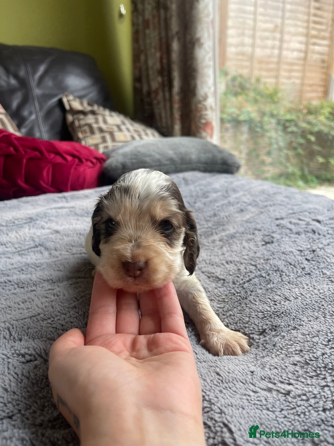 Cocker Spaniel dogs for sale: KC Show Cockers - 1 Girl , 3 Boys remaining! - Image 8