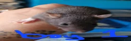 Rat rodents for sale: Baby rats  - Advert 2