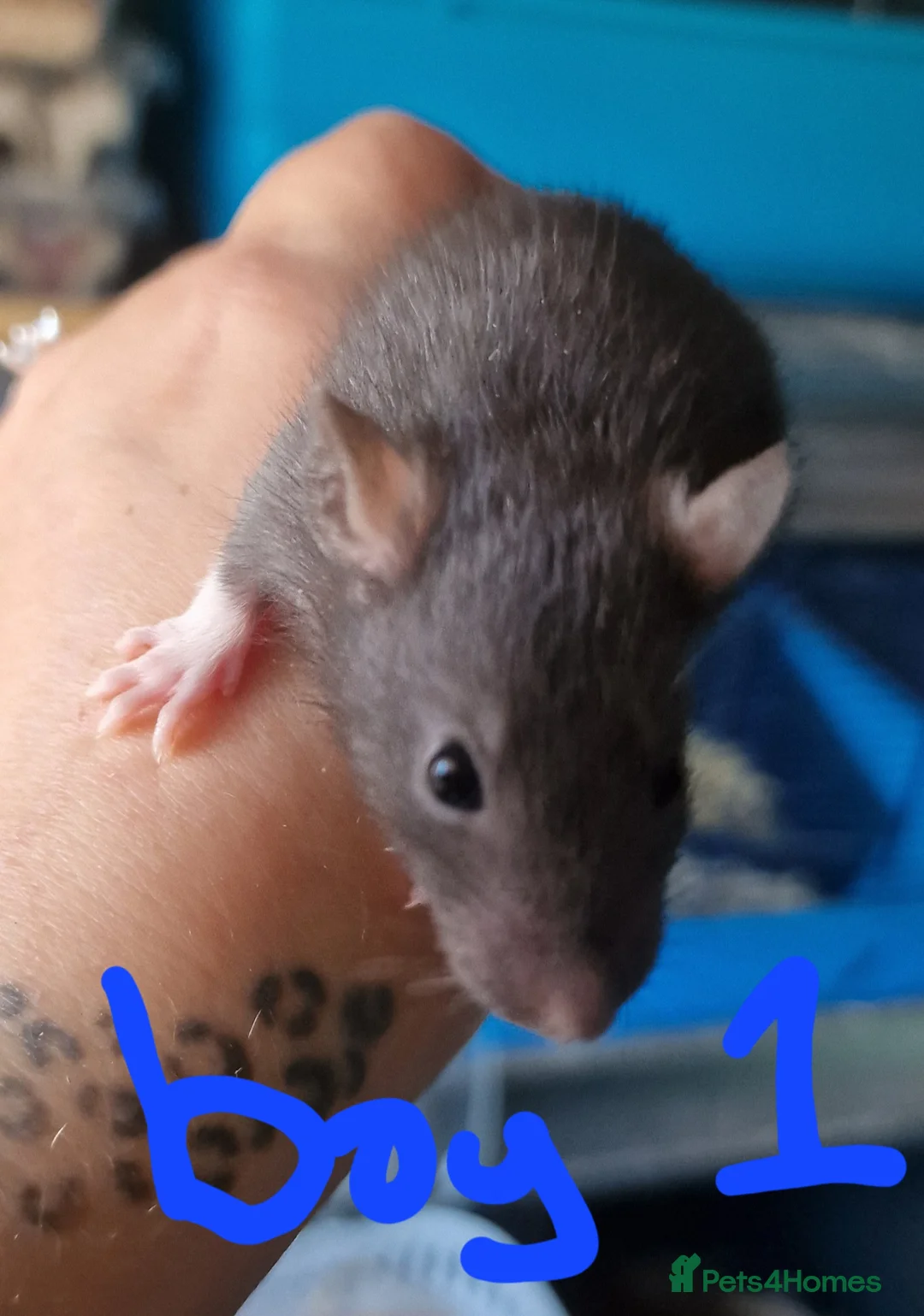 Rat rodents for sale: Baby rats  - Advert 2