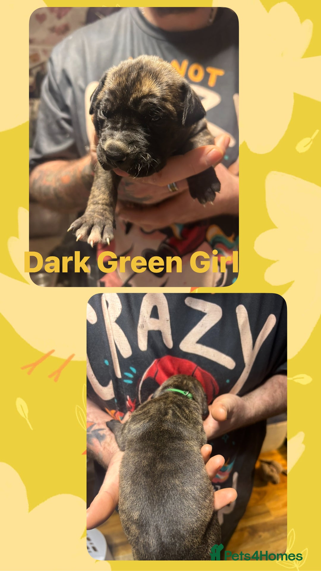 Mixed Breed dogs for sale: Daniff puppies. Great Dane/Mastiff - Advert 12