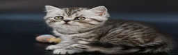 Scottish Fold cats for sale: LICENSED CATTERY Last KittenPURE BREED TOP QUALITY - Advert 12