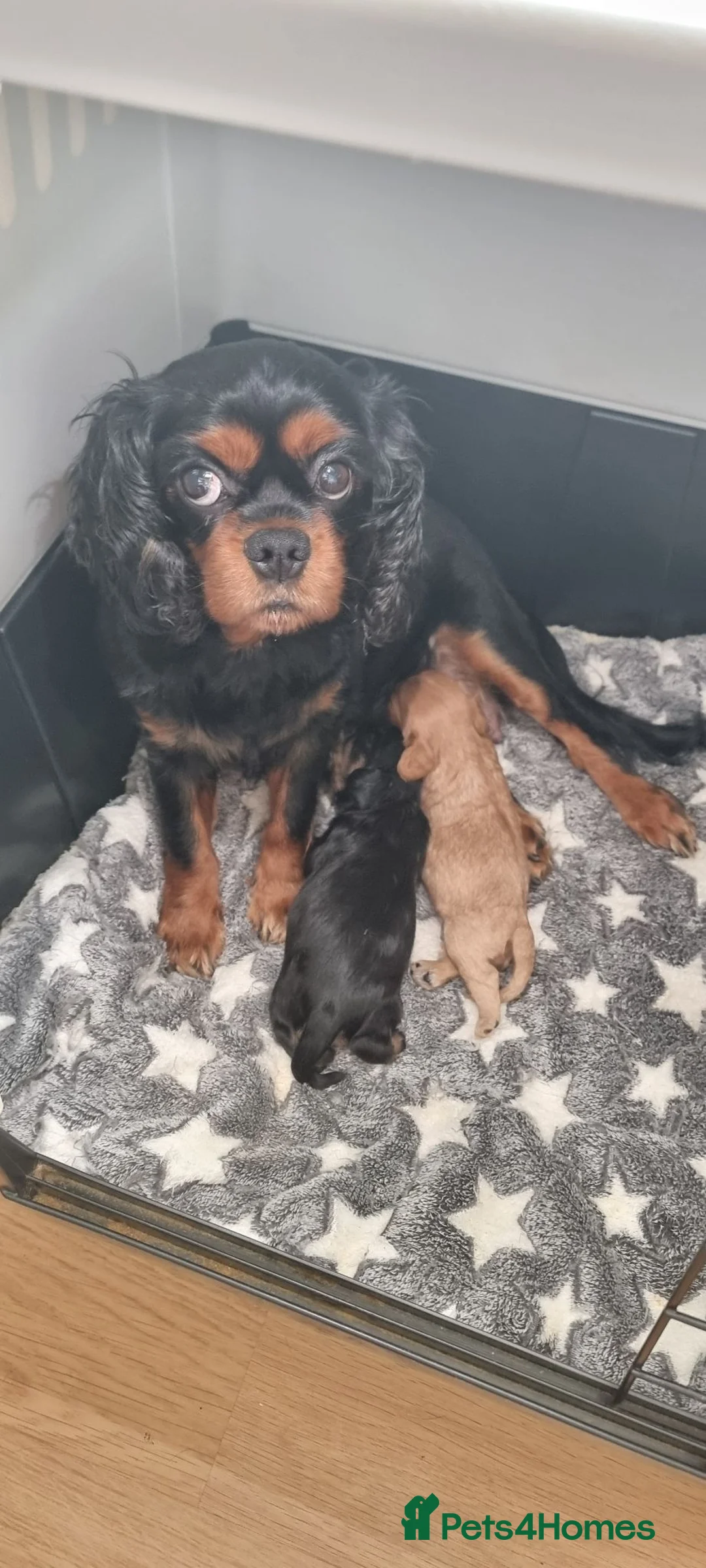 Cavalier King Charles Spaniel dogs for sale: True Cav kc reg Babies - Advert 8