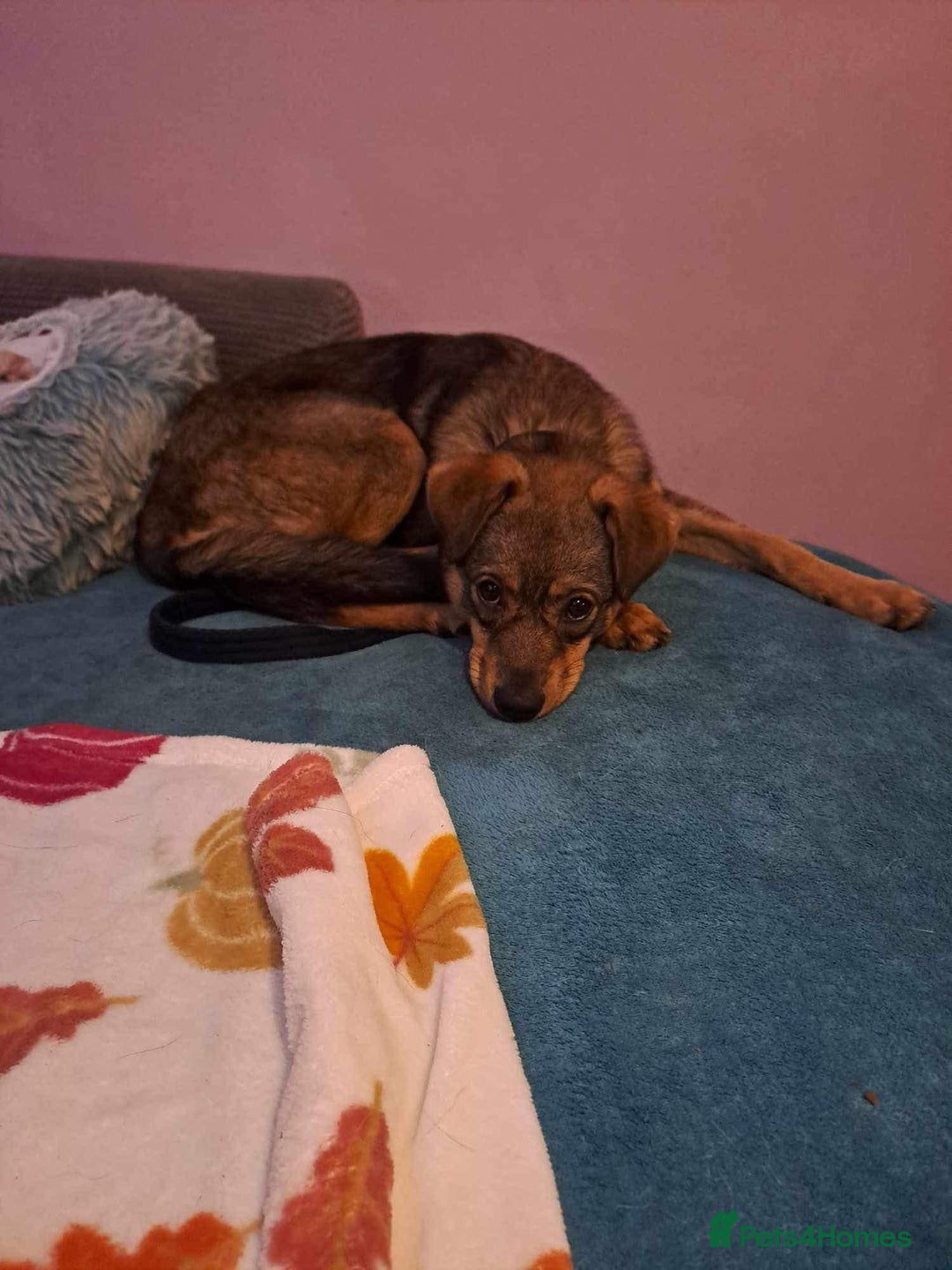 Mixed Breed dogs for adoption: Justice - Norwich Norfolk  in Norwich - Image 9