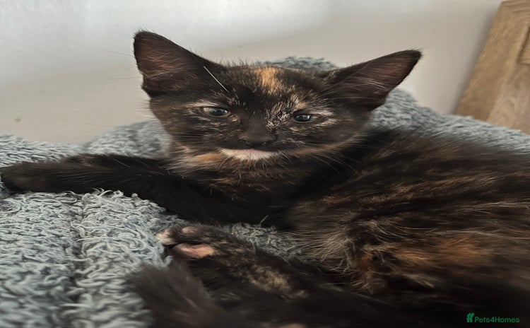 Mixed Breed cats - Advert 16
