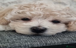 Maltipoo dogs for sale: Toy Maltipoos💫DNA Clear💫3GenPedigree💫PreTrained - Image 14