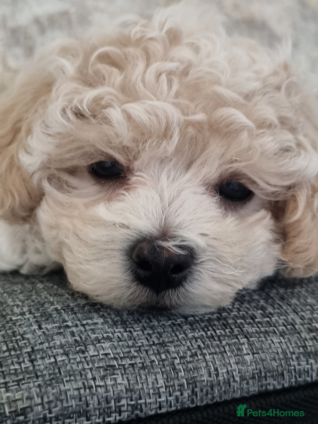 Maltipoo dogs for sale: Toy Maltipoos💫DNA Clear💫3GenPedigree💫PreTrained - Image 14