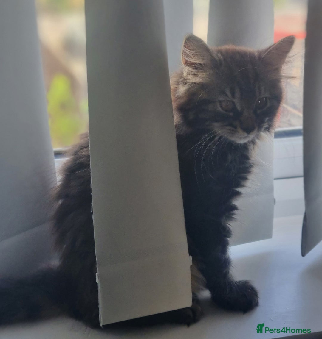 Mixed Breed cats for sale: Cute kittens - Image 32