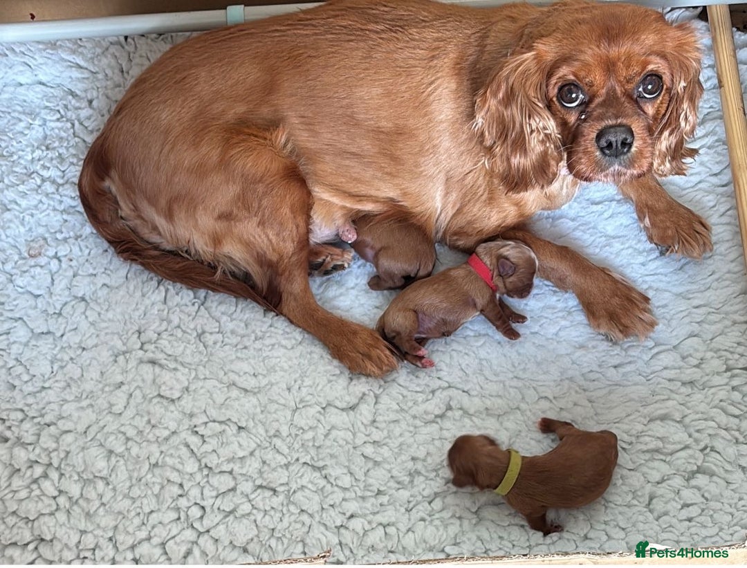 Cavalier King Charles Spaniel dogs for sale:  Outstanding Health-Tested Cavalier Puppies  - Advert 1