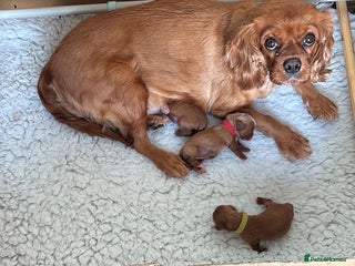 Cavalier King Charles Spaniel dogs Outstanding Health-Tested Cavalier Puppies - Advert 15