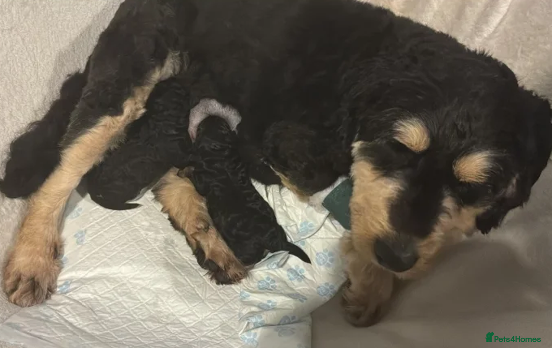 Bernedoodle dogs for sale: Premium Bernedoodle Puppies - Advert 6