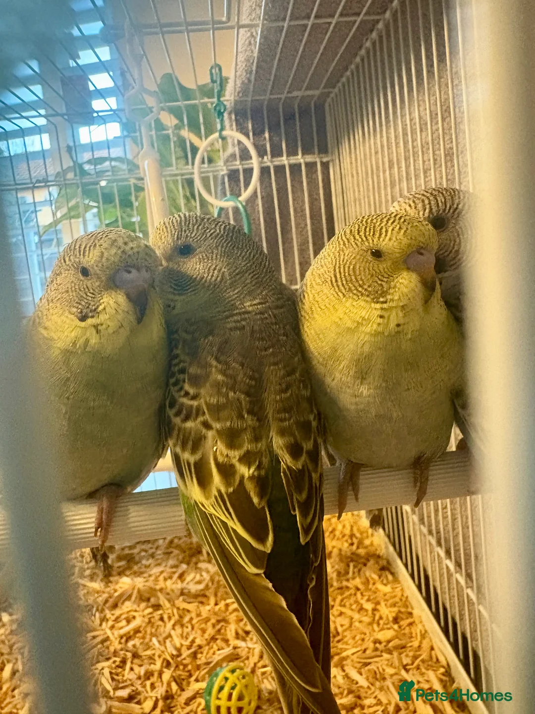 Budgerigars birds for sale: Beautiful Baby Budgies now available  - Advert 8