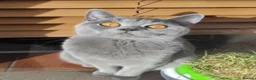 British Shorthair cats for sale: GCCF Registered Britsh Shorthairs £990 for both - Advert 5