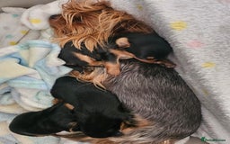 Yorkshire Terrier dogs for sale: Yorkshire terrier (miniature) - Image 18
