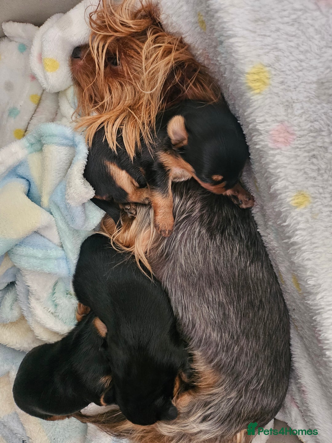 Yorkshire Terrier dogs for sale: Yorkshire terrier (miniature) - Image 18