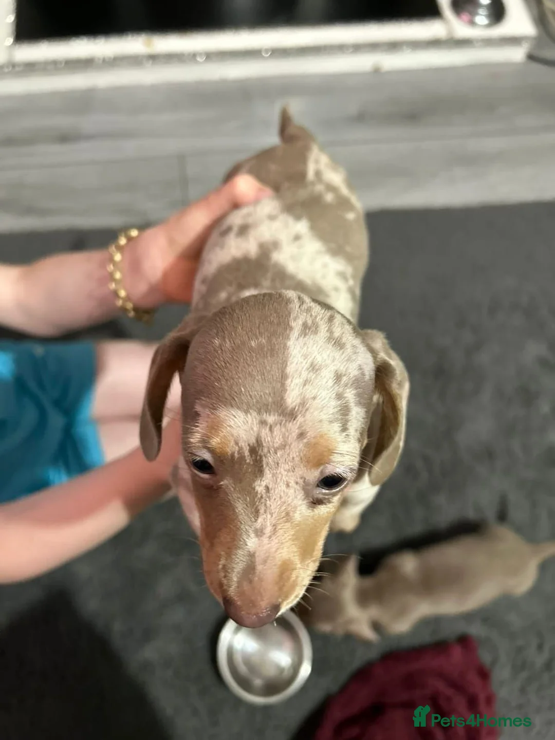 Miniature Dachshund dogs for sale: Beautiful Miniature Dachshund Puppies  in Cardiff - Advert 8