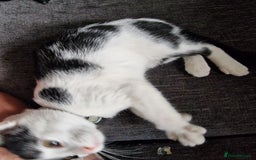 Mixed Breed cats for sale: Bengal x Domestic short hair Kittens - Image 18